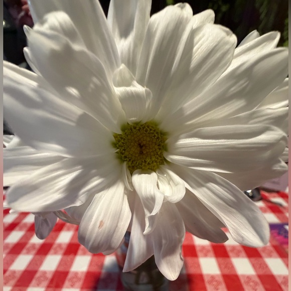 alluringdaisy